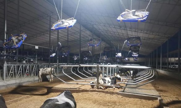 Cattle barn