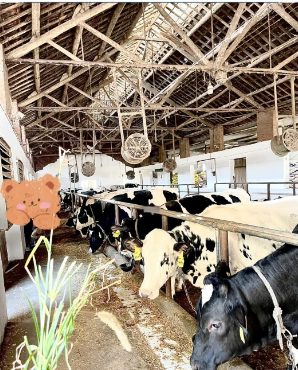 Cattle barn